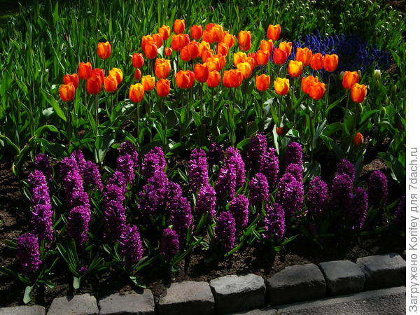 Сорт Woodstock в паре с тюльпанами