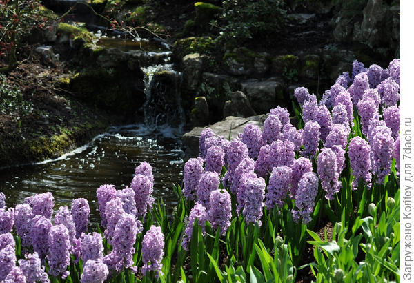 Сорт Atlantic в &amp;quot;ручейке&amp;quot; по краю водоема