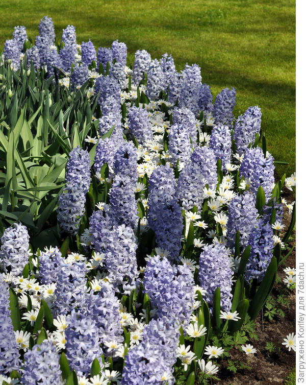 Сорт Blue Eyes с белой анемоной