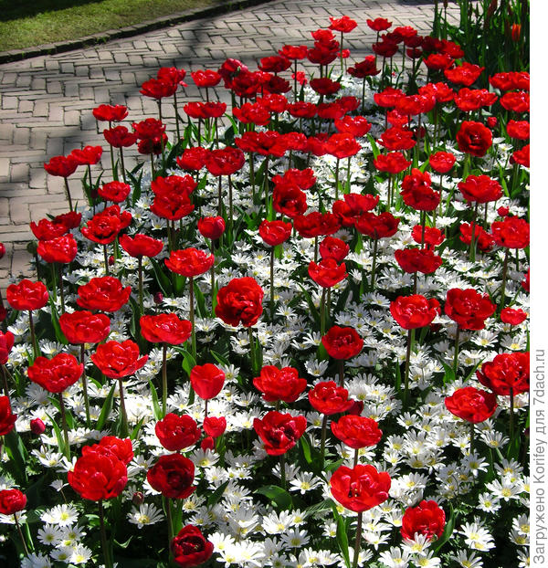 Махровый поздний тюльпан Red Nova и белая анемона бланда (анемона нежная)