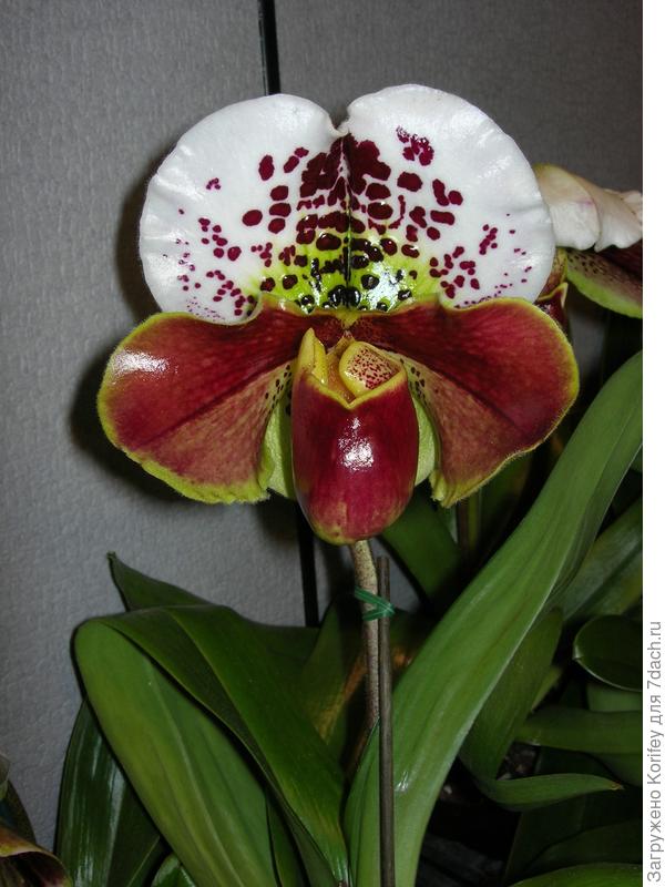 Одна и разновидностей Венериных башмачков, Paphiopedilum - Пафиопе́дилум, также Пафиопе́дилюм