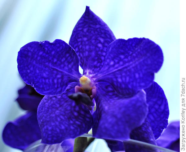 Практически абсолютно синие цветки, чистый синий цвет тоже у Ванд встречается не часто