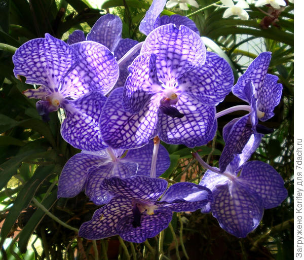 Эта Ванда росла в свое время в Южной Корее