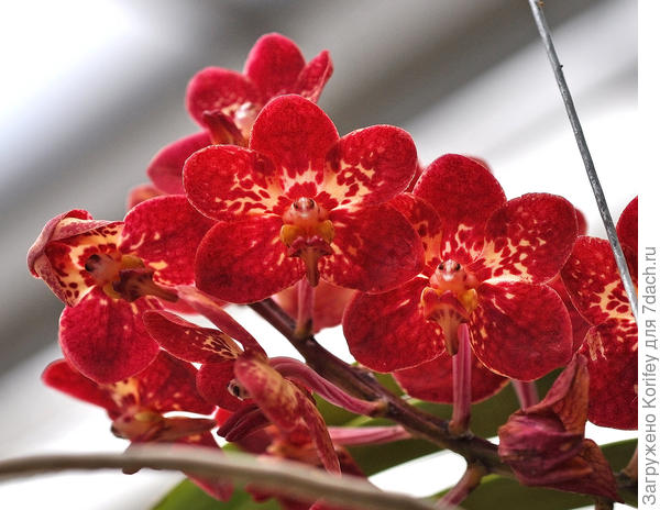 И эта окраска для Ванд считается относительно редкой