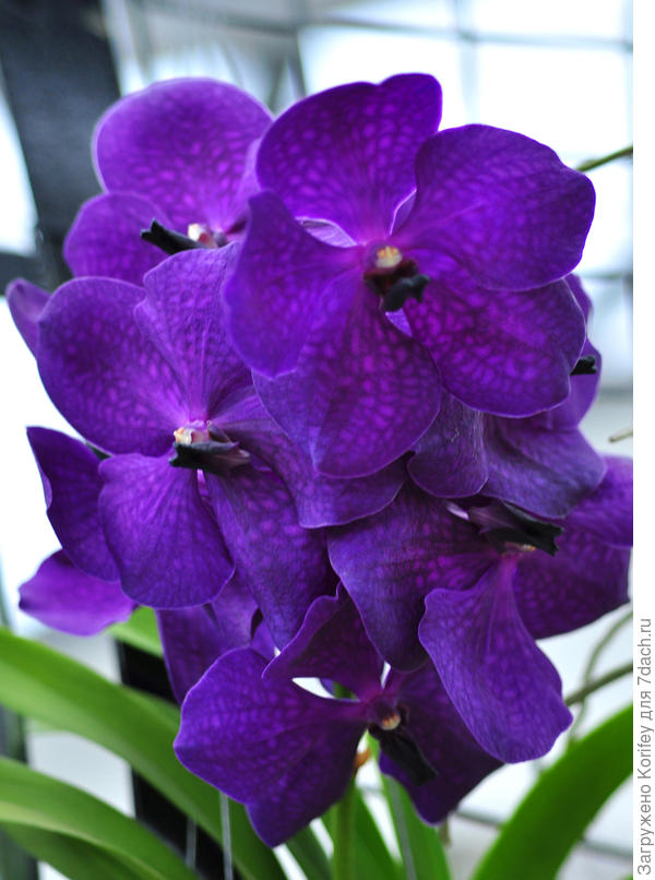 Темно-фиолетовая с более светлыми розовыми вкраплениями