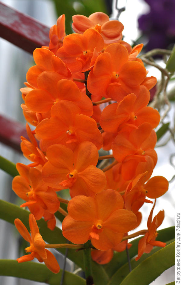 Крупный экземпляр, сфотографировал в свое время в Голландии