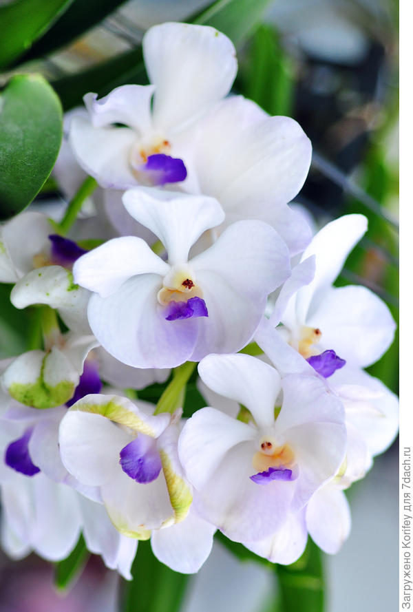 Один из самых красивых и нежных сортов, к сожалению, названия не знаю ... Приобретал лет 14 тому назад в Южной Корее