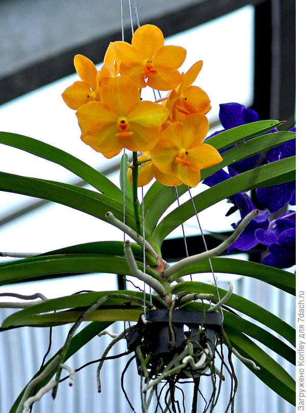 Молодая желто-оранжевая Ванда