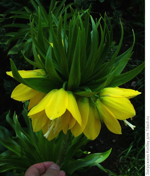 Фритиллярии императорские (F.imperialis Lutea)