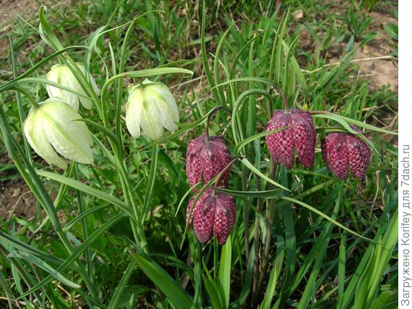 Фритиллярии шахматные