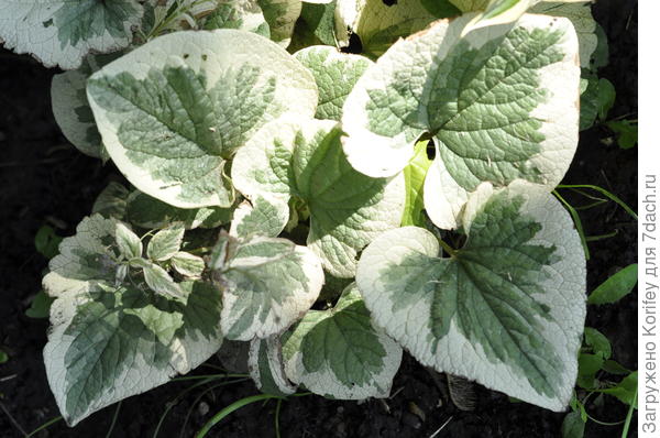 Brunnera Vaiegata Handspen Cream