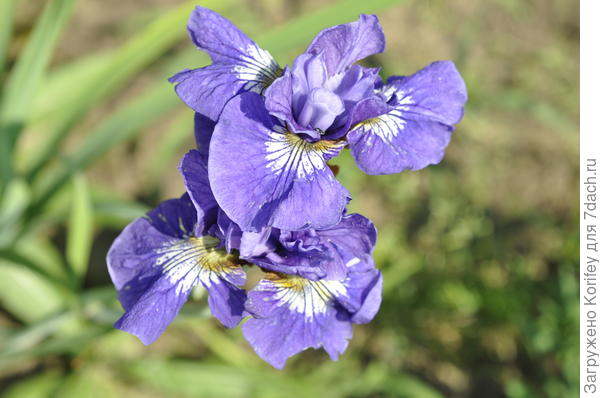 Ирис сибирский Tilt o Whirl