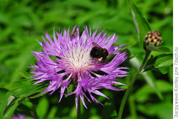 Васильки многолетние