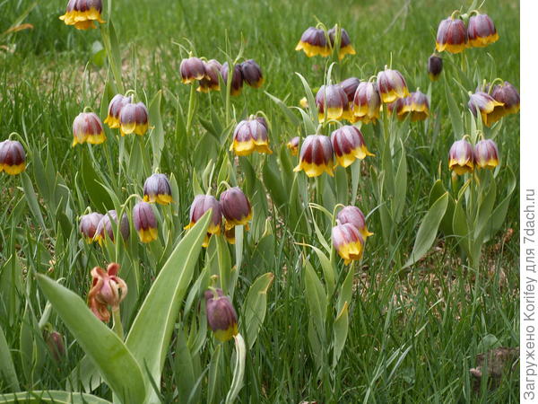 Фритиллярии Михайловского