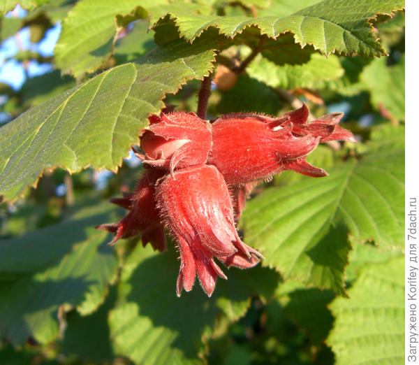 Орех красноплодный