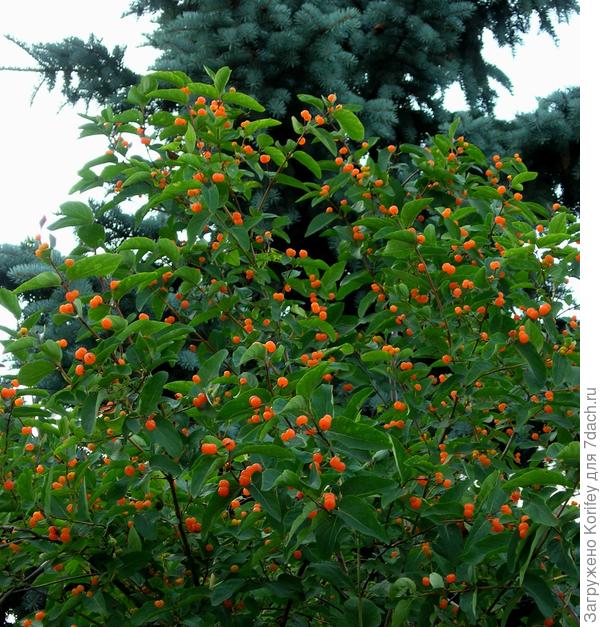 А это Жимолость татарская &mdash; Lonicera tatarica