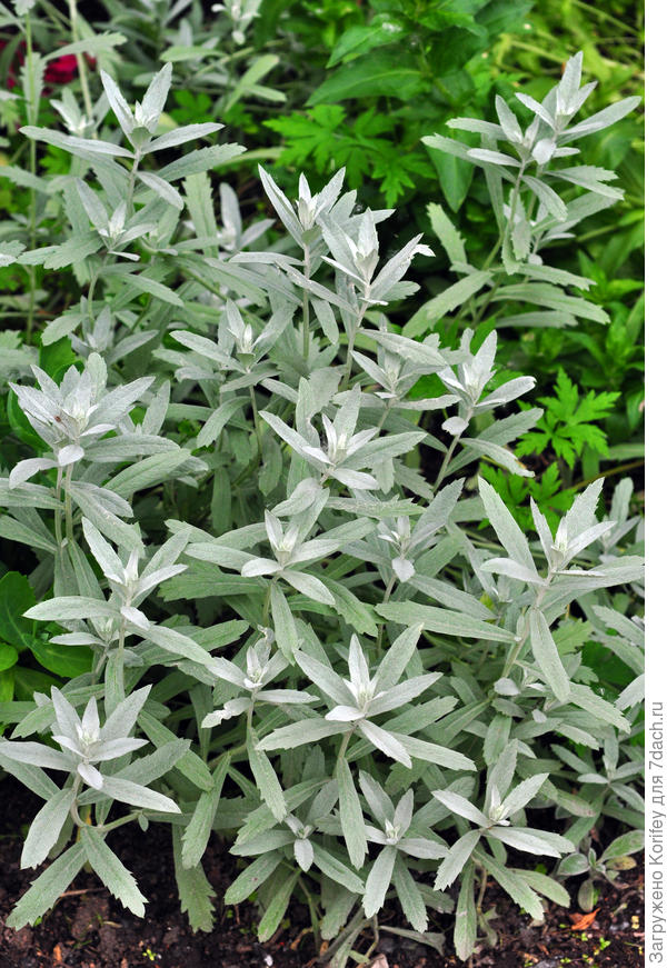 Полынь декоративная