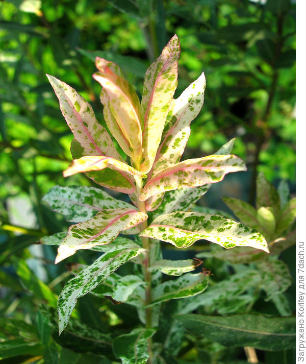 Ива пестролистная (Salix) &quot;Flamingo&quot;