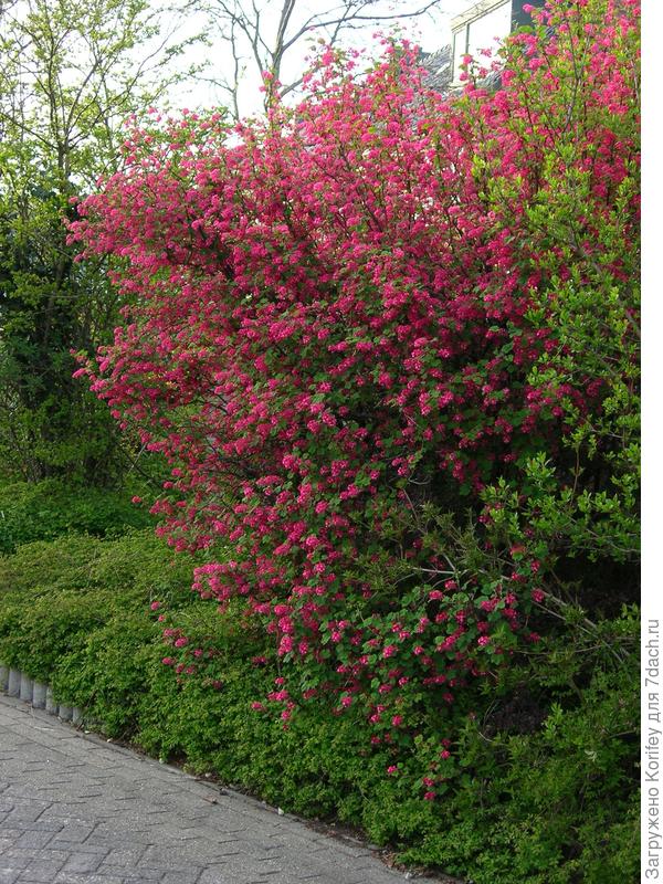 Она же целым кустом