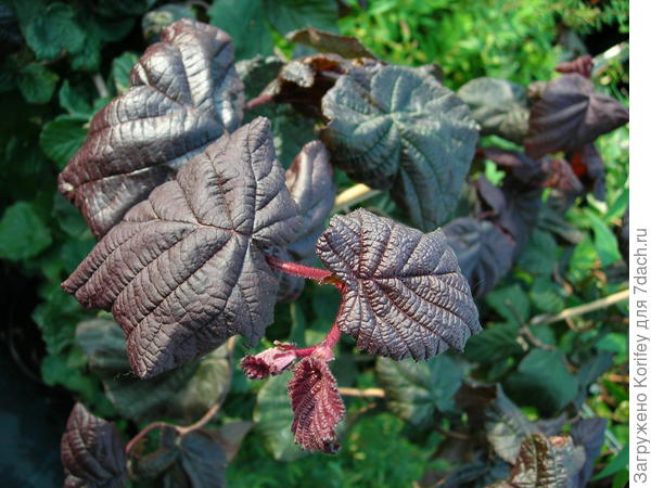 Лещина краснолистная