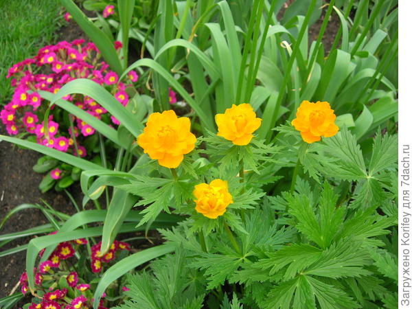 Купальница