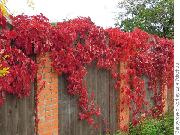 Виноград девичий