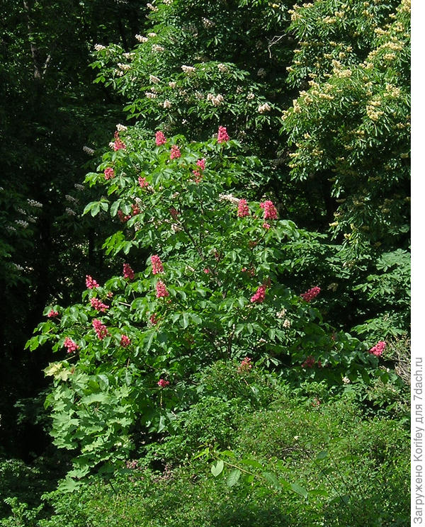 Каштаны с красными и обычными соцветиями