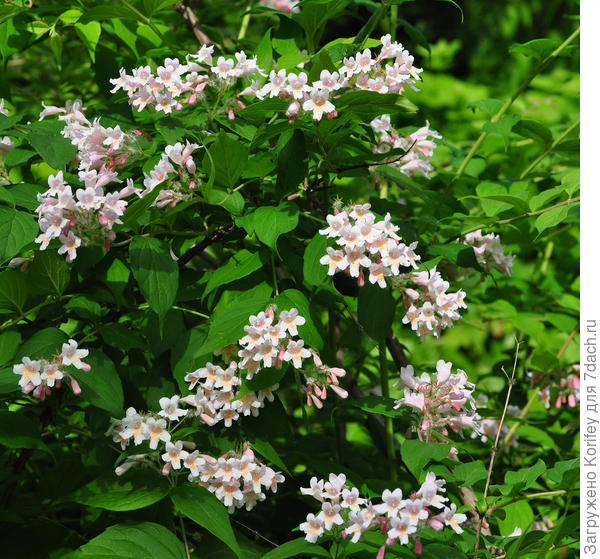 Кольквиция прелестная