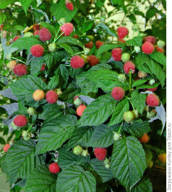 А малина,когда её много разве не декоративна?