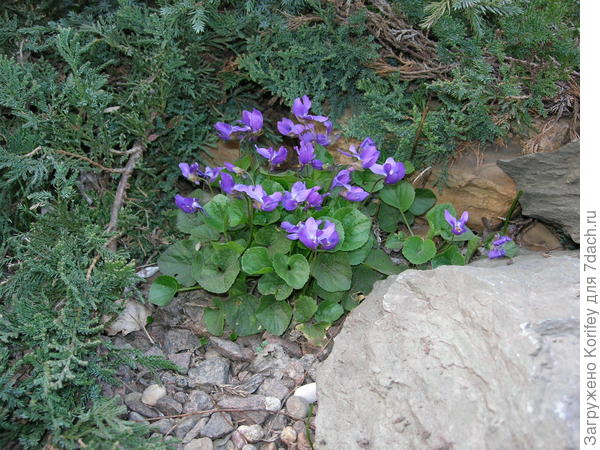 В саду растут хорошо и обычные лесные фиалки