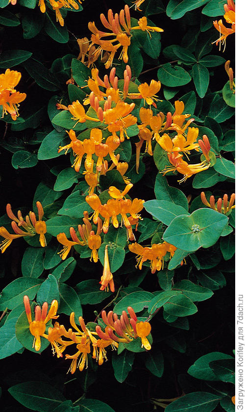 Лоницера или каприфоль