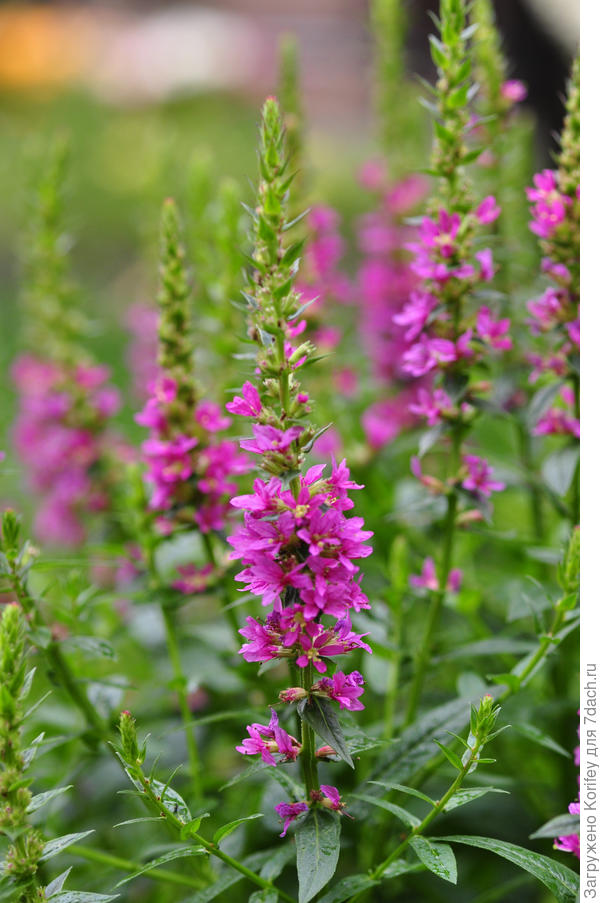 Литрум, он же Дербенник,он же Плакун-трава, от же Lythrum salicaria &#39;Robert&#39;