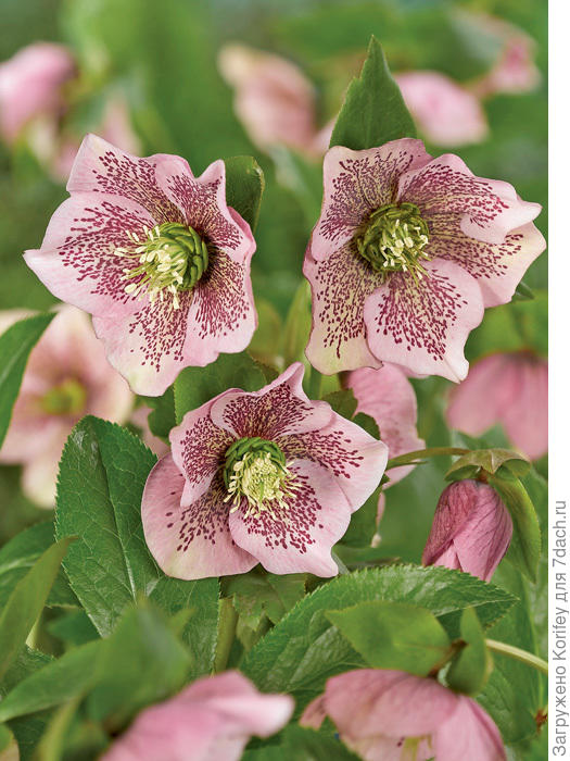 Морозники, конечно