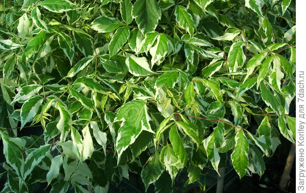 Клен ясенелистный