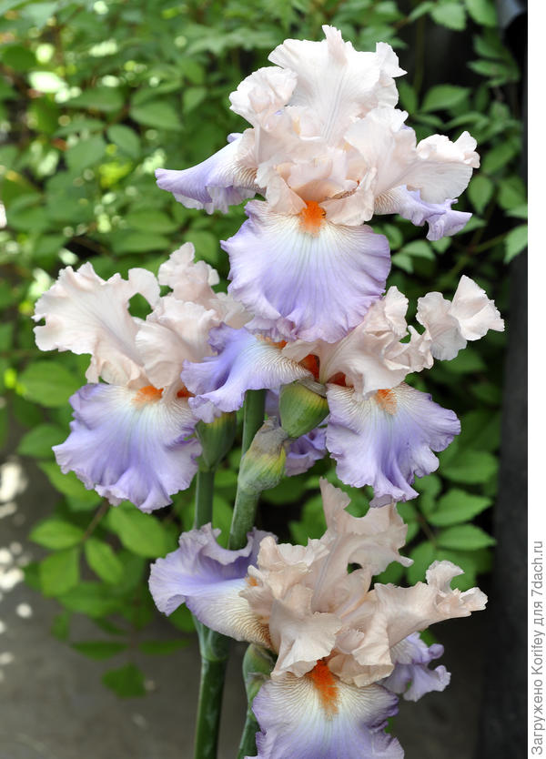 Ирисы бородатые или немецкие (гермаеские)