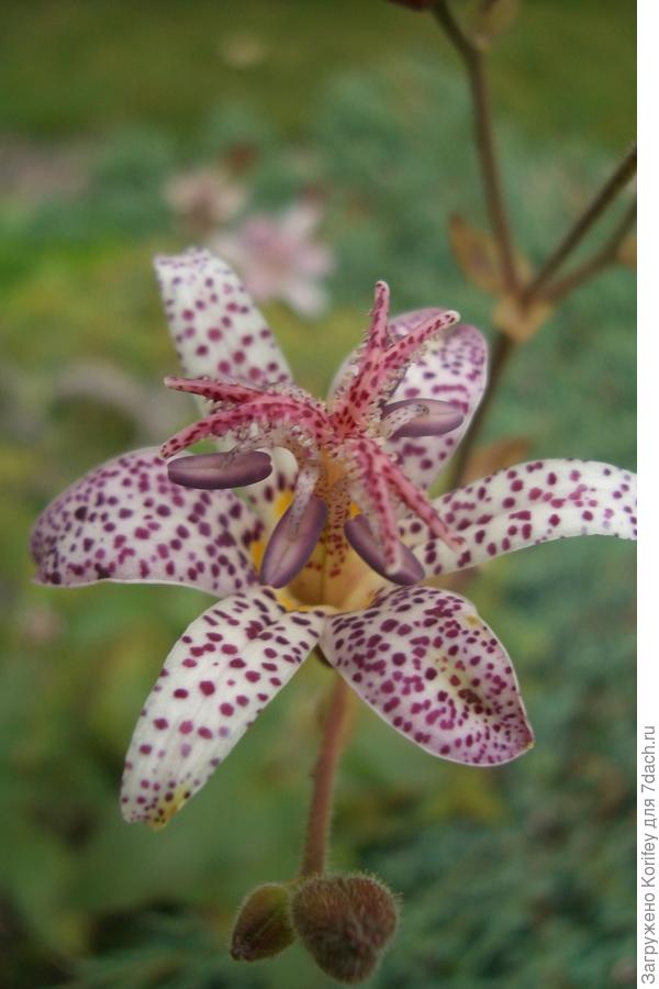 Для тенистых мест очень рекомендую разные трициртисы