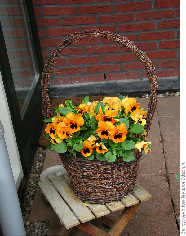 Виолки в корзинке