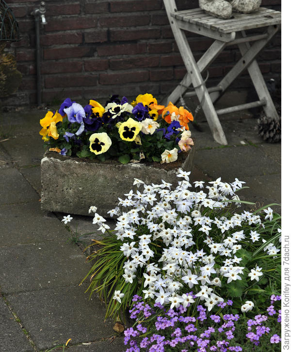 Смесь виолок на фоне белого ифейона