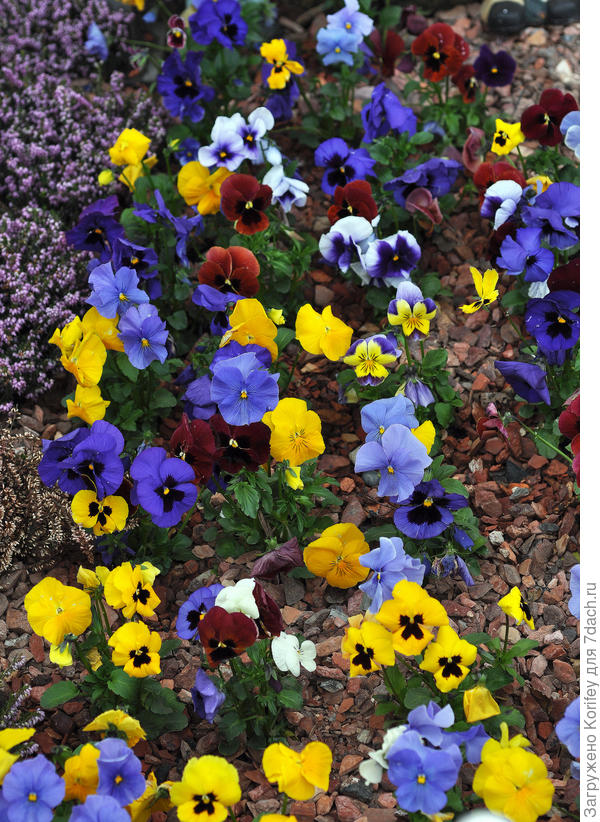 Виолки в бордюре у дорожки