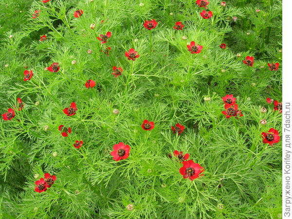 Был ещё вот такой Адонис, но он самосева не давал никогда