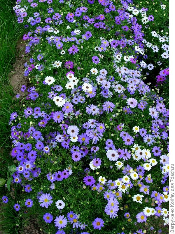 Да и адонисы иногда прорастают на следующий год сами