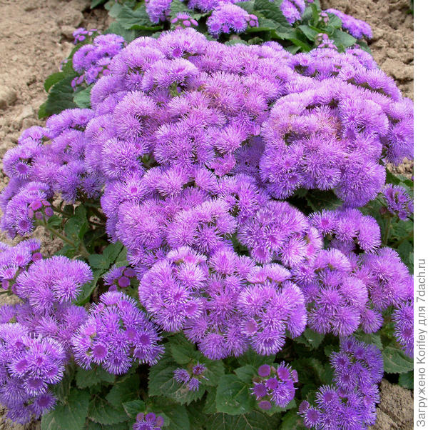 Розово-фиолетовый