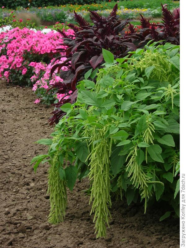 Амаранты различной формы и окраски