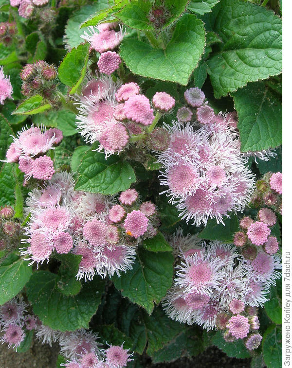 Розовый агератум