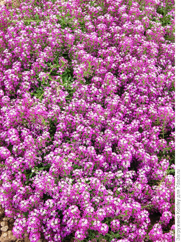 Обычный алиссум