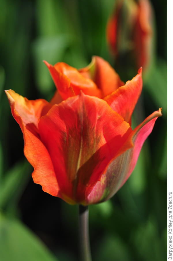 Один из самых красивых зеленоцветковых тюльпанов, сорт Artist