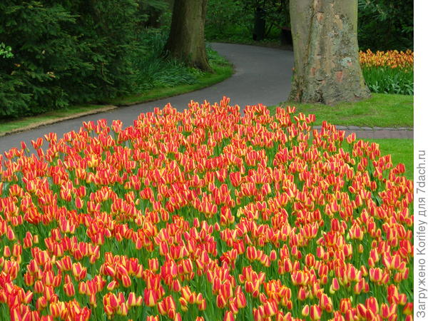 Он же (Florette) уже в массовой посадке