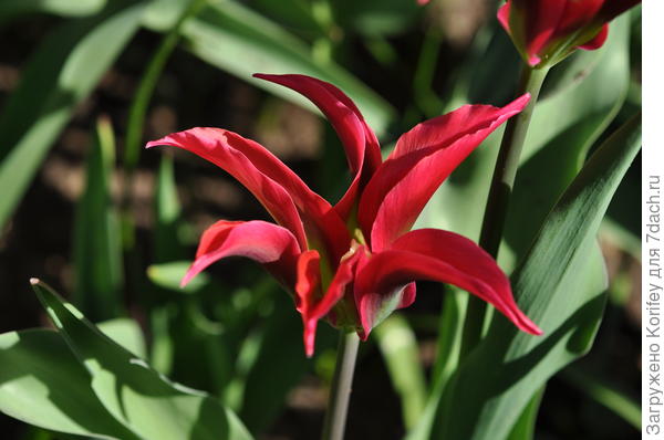 Сорт Doll&#39;s Minuett