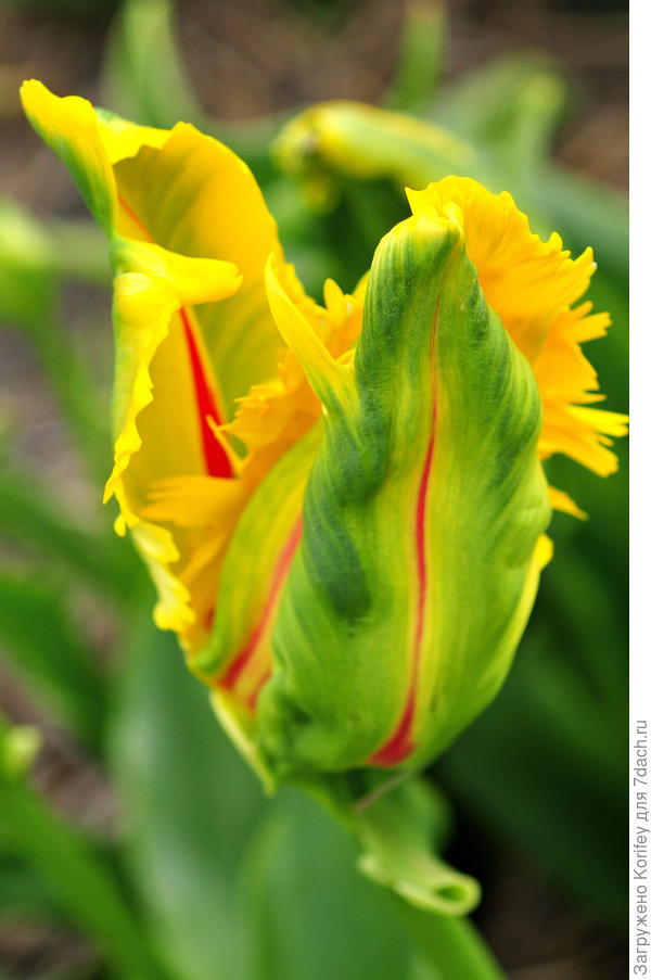 Gorgeous Yellow Parrot Tulip Parrot tulips, Tulips, Flower arrangements