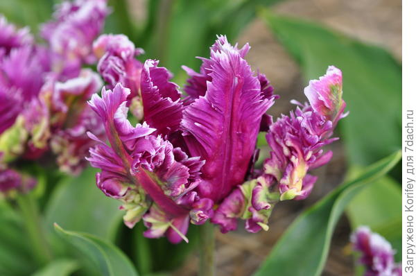 Попугайный тюльпан Mysterious Parrot с явными признаками зеленоцветковости